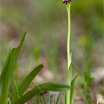 Fliegen-Ragwurz (Ophrys insectifera). .