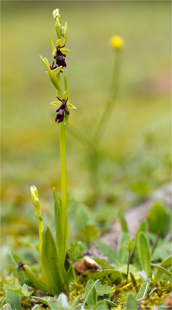 Fliegen-Ragwurz (Ophrys insectifera)-...