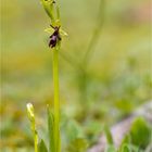 Fliegen-Ragwurz (Ophrys insectifera)-...