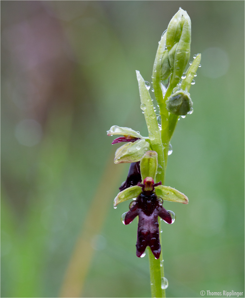 Fliegen-Ragwurz (Ophrys insectifera). ..