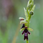 Fliegen-Ragwurz (Ophrys insectifera). ..