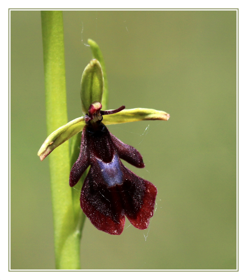 Fliegen-Ragwurz (Ophrys insectifera).
