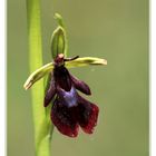 Fliegen-Ragwurz (Ophrys insectifera).