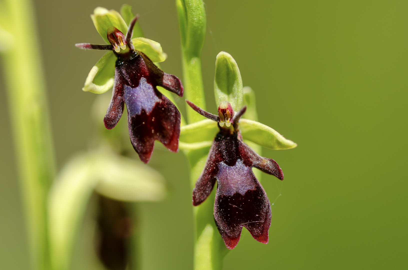 Fliegen-Ragwurz (Ophrys insectifera)