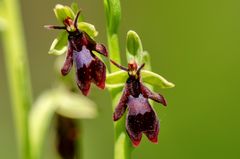 Fliegen-Ragwurz (Ophrys insectifera)