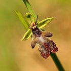  Fliegen Ragwurz (Ophrys insectifera)