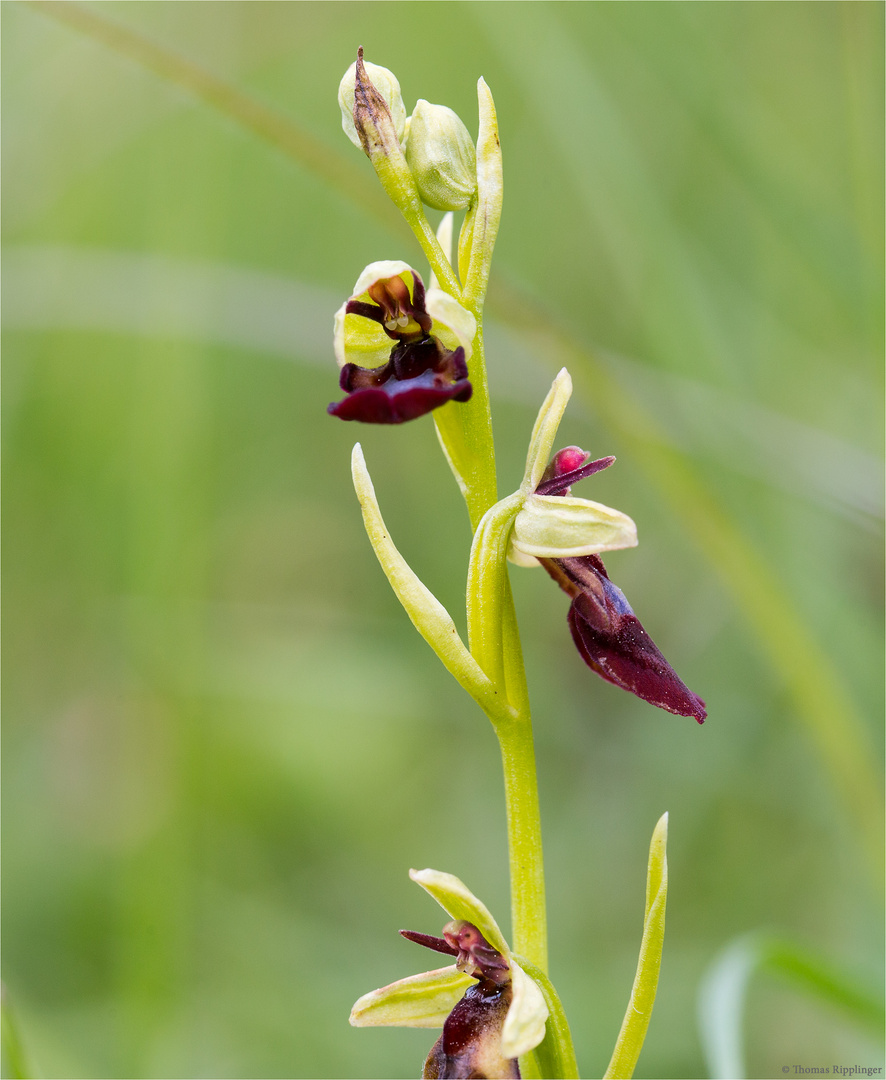 Fliegen-Ragwurz (Ophrys insectifera) 