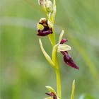 Fliegen-Ragwurz (Ophrys insectifera)