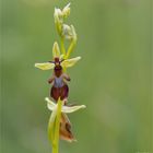 Fliegen-Ragwurz (Ophrys insectifera)