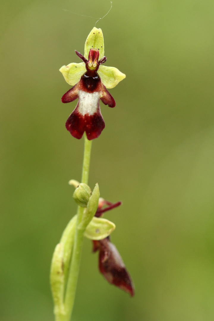 Fliegen-Ragwurz (Ophrys insectifera)