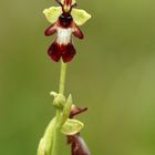 Fliegen-Ragwurz (Ophrys insectifera)