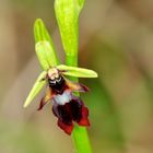 Fliegen-Ragwurz (Ophrys insectifera)