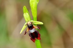 Fliegen-Ragwurz (Ophrys insectifera)