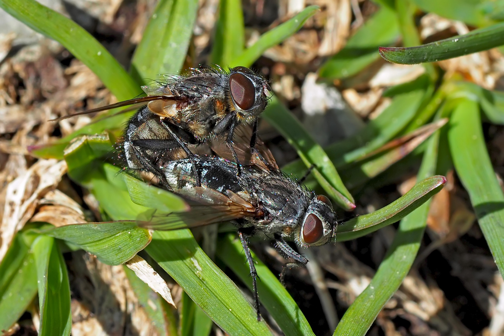 Fliegen-Romantik ..! - Les mouches s'aiment tendrement!