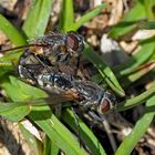 Fliegen-Romantik ..! - Les mouches s'aiment tendrement!