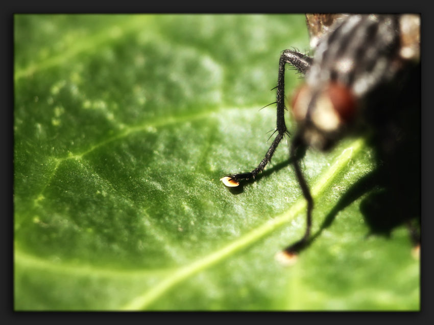 fliegen schluppen ...