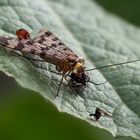 Fliegen schmecken lecker ...