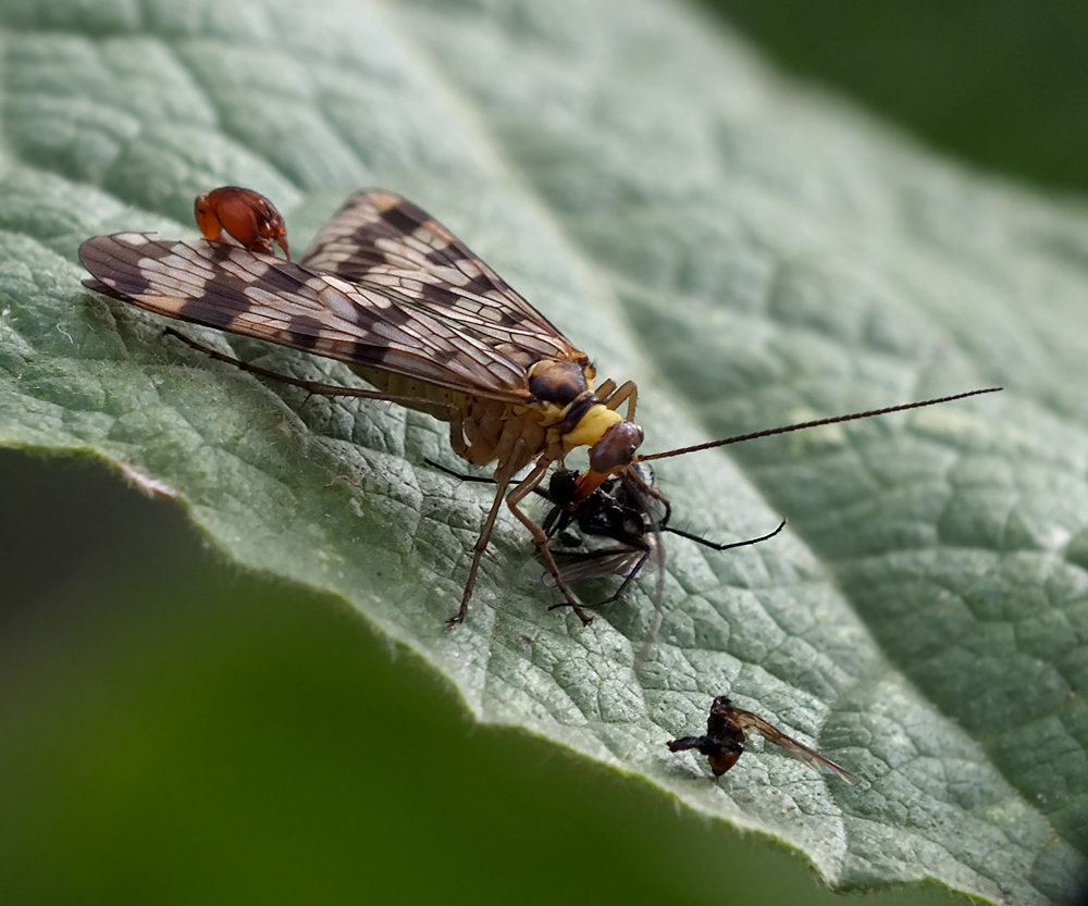 Fliegen schmecken lecker ...