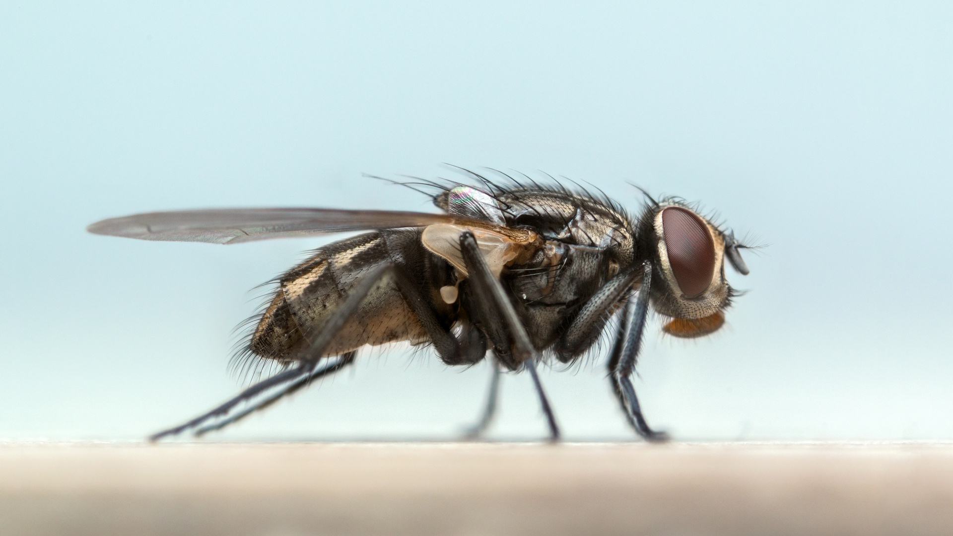 Fliegen-Shooting