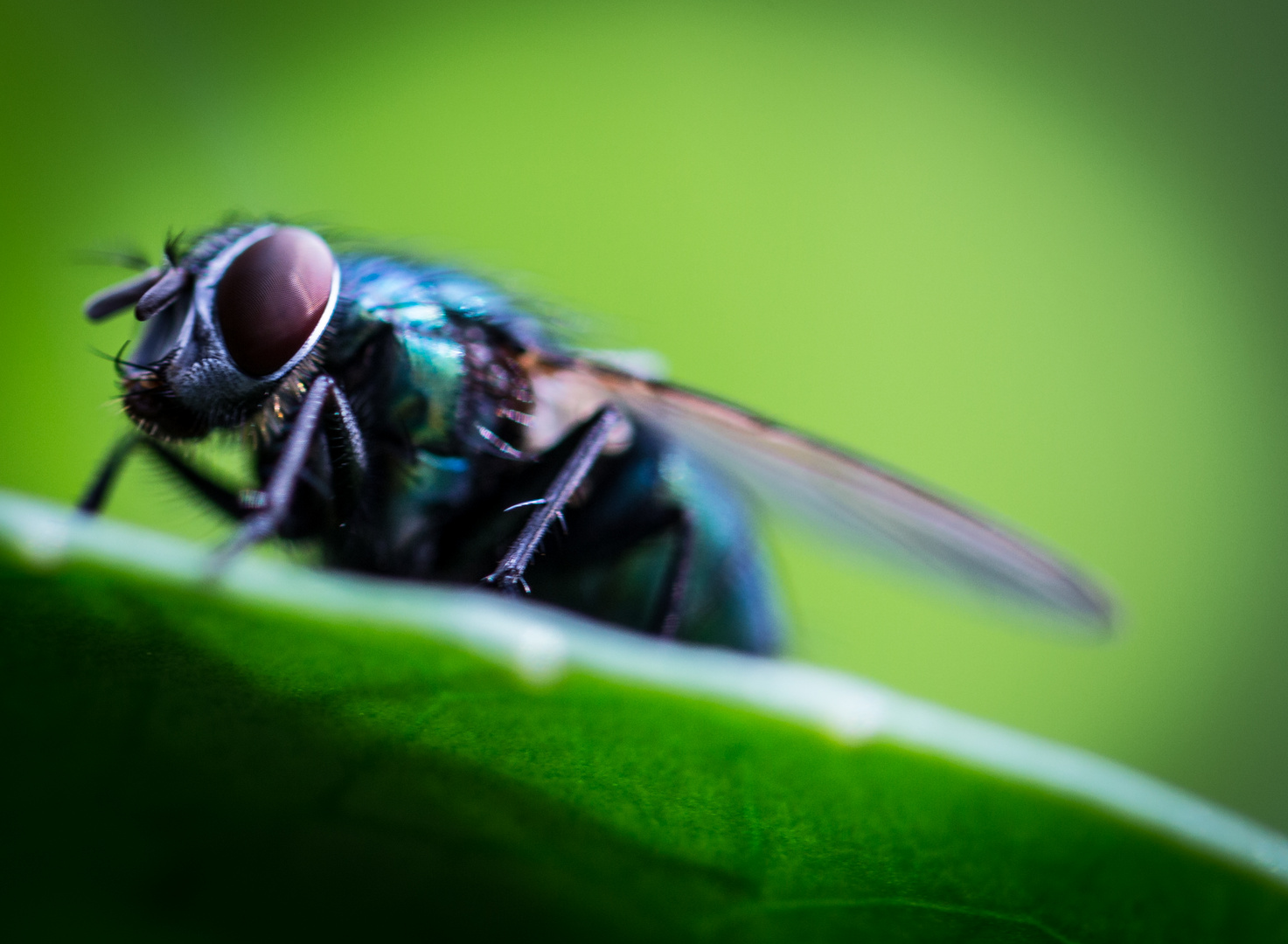 Fliegen sind doch eigentlich wunderschön