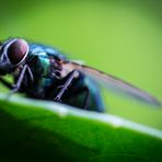 Fliegen sind doch eigentlich wunderschön