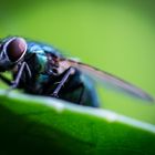 Fliegen sind doch eigentlich wunderschön