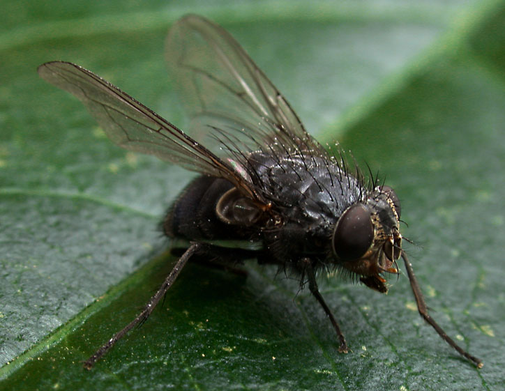 Fliegen sind nicht schöner !