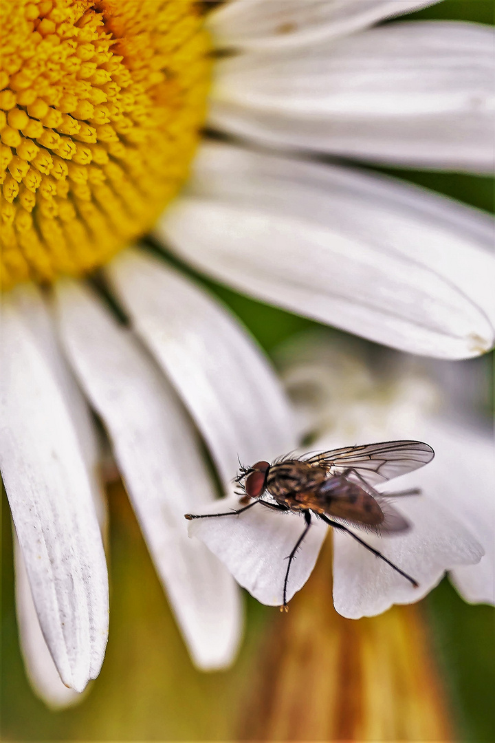 FLIEGEN-SOLARIUM