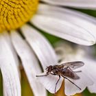 FLIEGEN-SOLARIUM