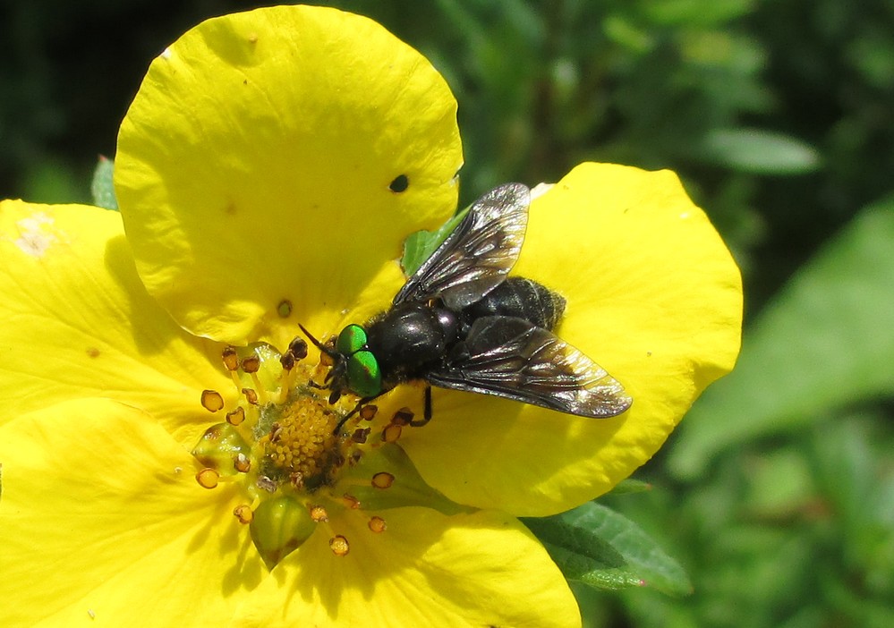 Fliegen-Sommer-Freude...