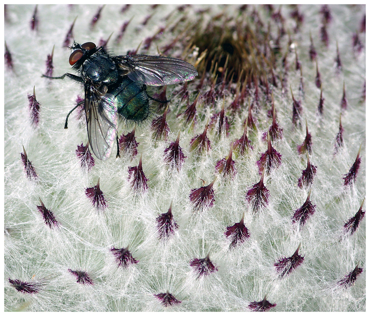 Fliegen-Stachel-Teppich