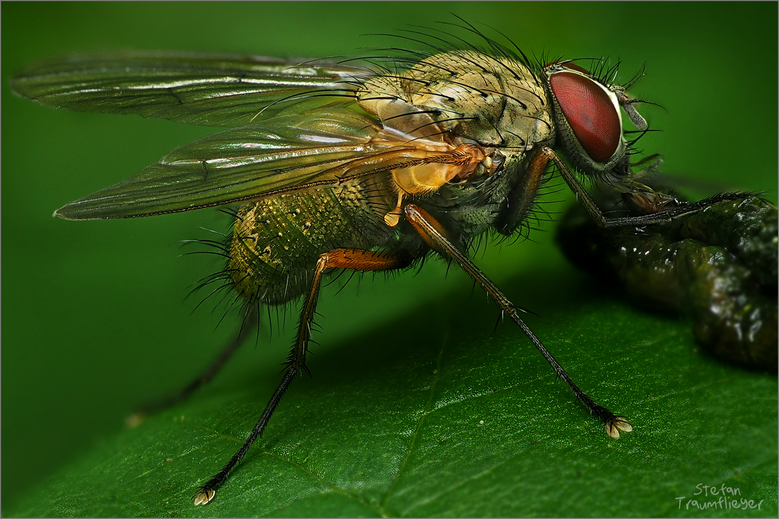Kostenlos Fliegen Kostenlos Fliegen