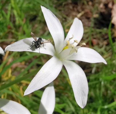 Fliegen-Studie #0001