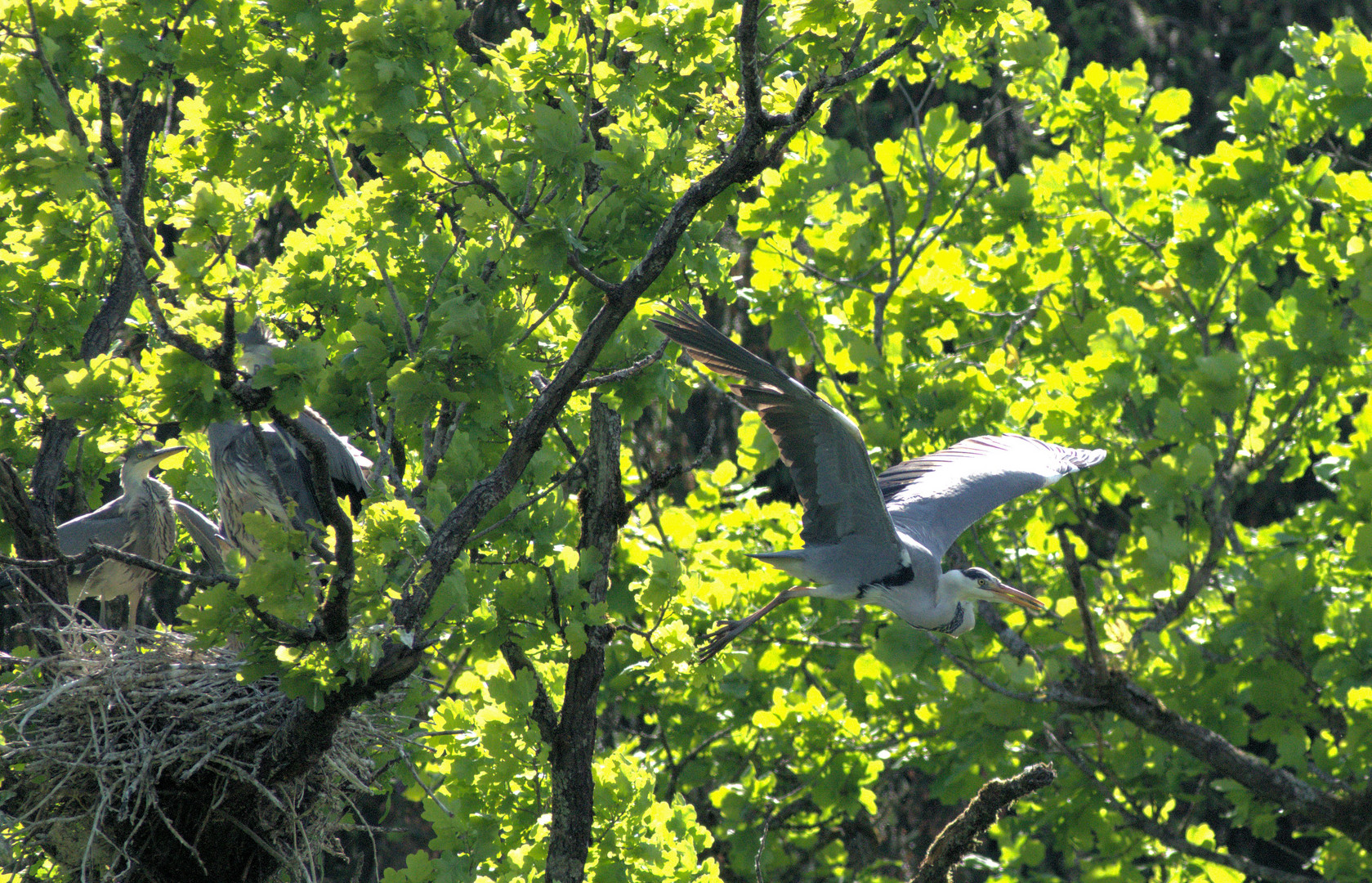 Fliegen üben