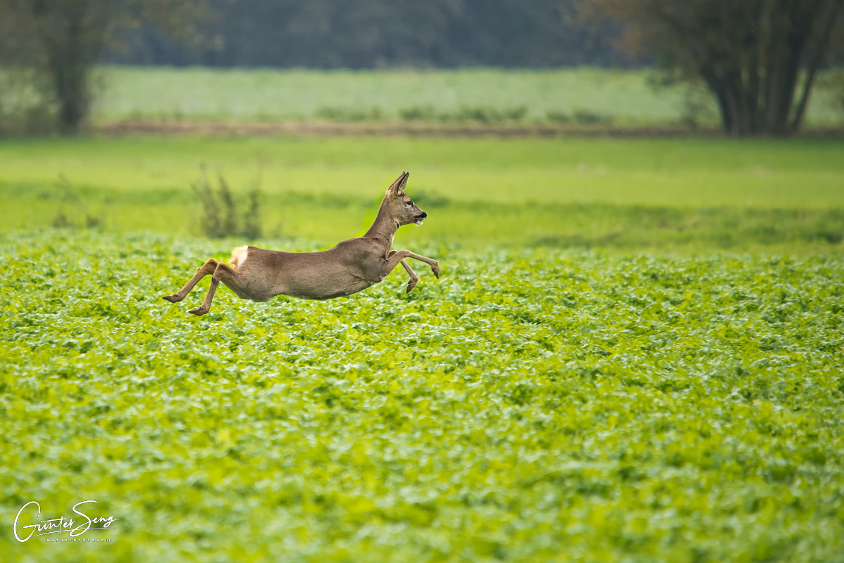 Fliegen übers Rapsfeld