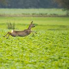 Fliegen übers Rapsfeld