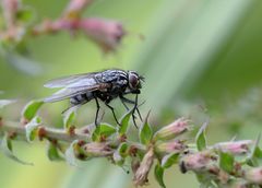 Fliegen - unbeliebt, aber für Makros super geeignet.....