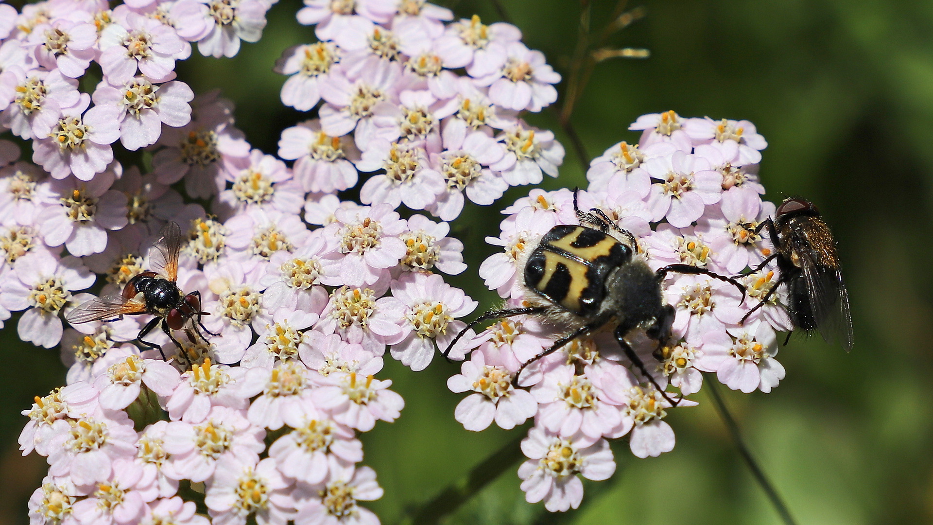 Fliegen und ein Pinselkäfer auf Schafgarbe (2019_09_13_6311_ji)