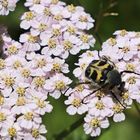 Fliegen und ein Pinselkäfer auf Schafgarbe (2019_09_13_6311_ji)