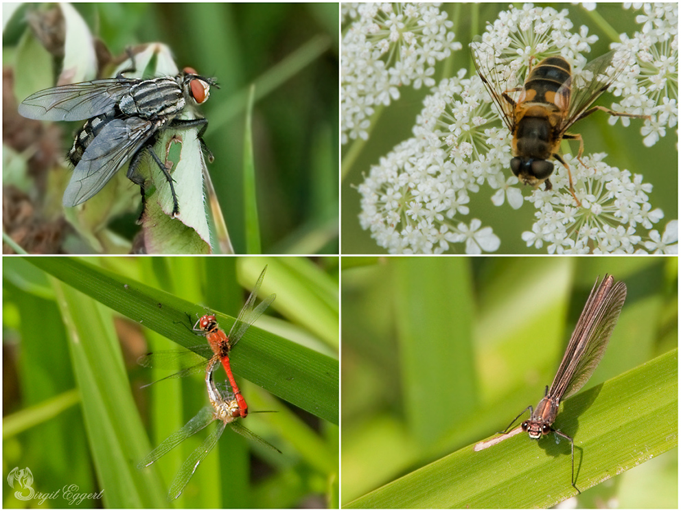 Fliegen und Libellen