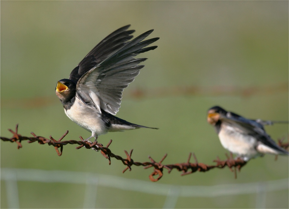 Fliegen und Mücken bitte hier in den gelben Sack!