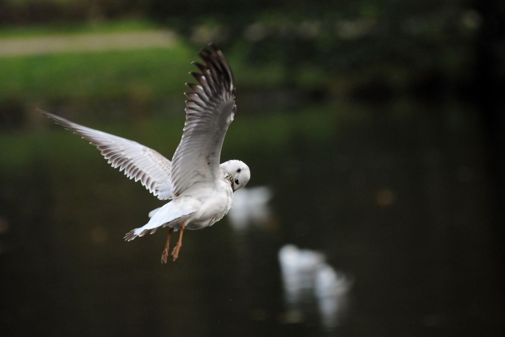 Fliegen und Pflegen.