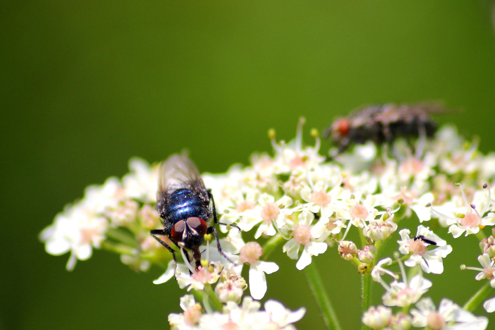 fliegen und weiße blumen