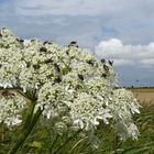 Fliegen unter dem weiten Himmel