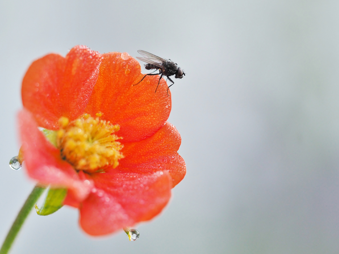 Fliegen wecken.....