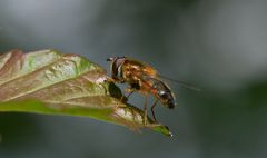 Fliegen wir mal langsam ............