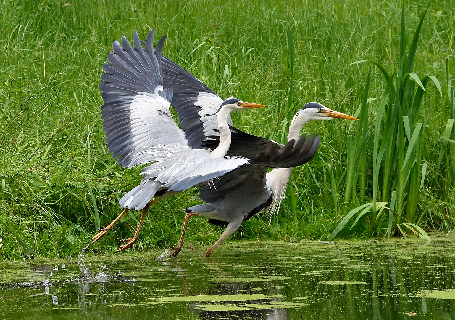 fliegen wir zu dir oder zu mir ?