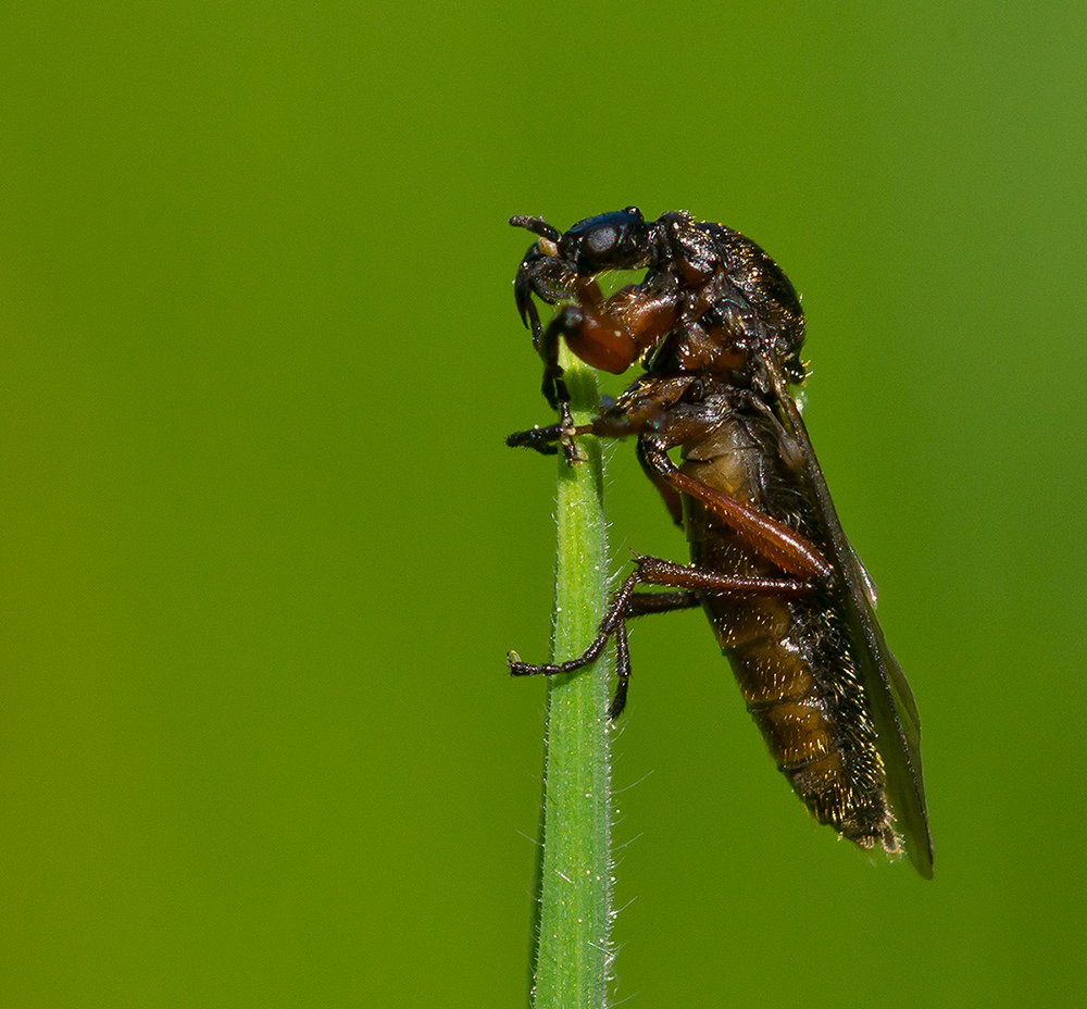 Fliegenalien