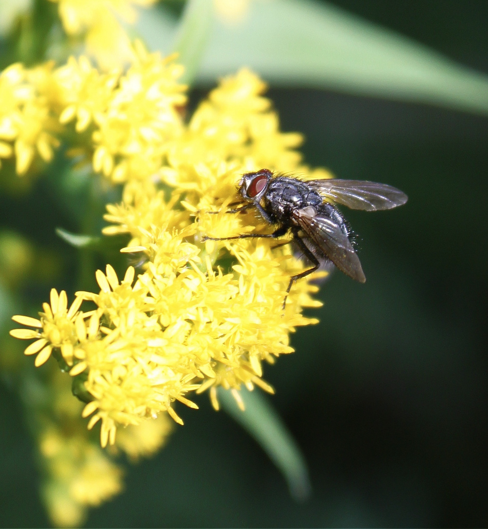 Fliegenalltag