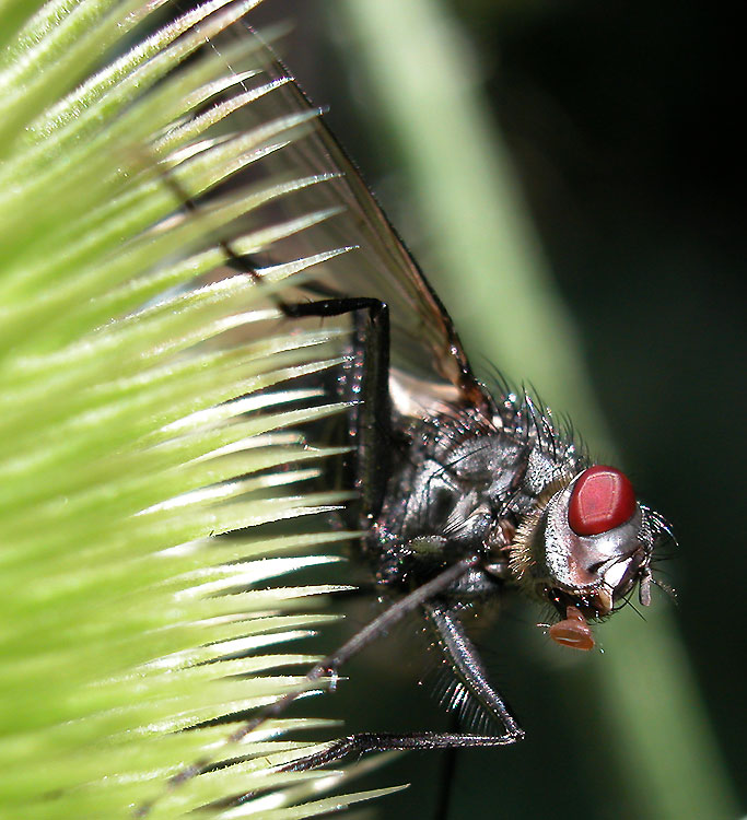 Fliegenansicht